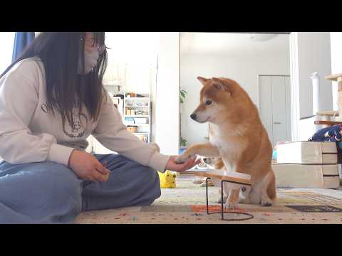 急に尻尾を下げた柴犬、心配していたら理由が可愛すぎました。(YouTube)
