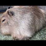 【LIVE】カピバラの赤ちゃんとか眺めながら進化の話とか(YouTube)