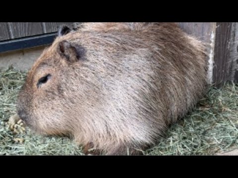 【LIVE】カピバラの赤ちゃんとか眺めながら進化の話とか(YouTube)