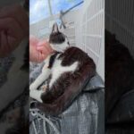 かごの中に隠れるハチワレ猫をモフったら迷惑そうな顔をされた #猫 #ねこ #cat(YouTube)