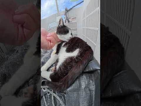 かごの中に隠れるハチワレ猫をモフったら迷惑そうな顔をされた #猫 #ねこ #cat(YouTube)