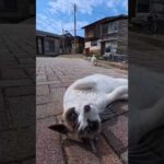 とにかくゴロンゴロン転がり続ける猫ちゃん(YouTube)