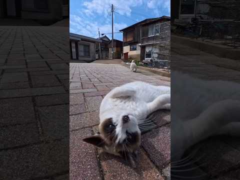 とにかくゴロンゴロン転がり続ける猫ちゃん(YouTube)