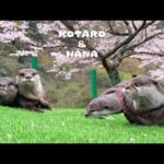 一年ぶりに再会したカワウソ達のお花見が楽しすぎた　Otter Squad Goes to See Cherry Blossoms(YouTube)