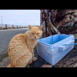 海沿いの道で見かけた猫ちゃん、バケツの水飲んでます(YouTube)