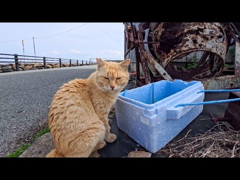 海沿いの道で見かけた猫ちゃん、バケツの水飲んでます(YouTube)