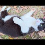 ぽってりしたパンダ猫ちゃんが足にスリスリして甘えてきた(YouTube)
