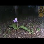 井の頭自然文化園 花ごよみ動画 臨時休園中のようす──カタクリの開花(YouTube)