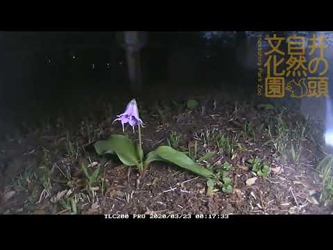 井の頭自然文化園 花ごよみ動画 臨時休園中のようす──カタクリの開花(YouTube)