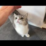褒められないとやる気が出なくて文句言いに来る猫が可愛すぎますw(YouTube)