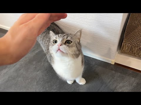 褒められないとやる気が出なくて文句言いに来る猫が可愛すぎますw(YouTube)