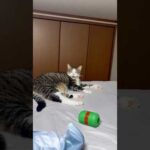 寝てたのに(YouTube)
