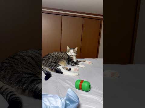 寝てたのに(YouTube)