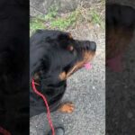 【天才犬】バイクや自転車にロックオン知らない間に改善(YouTube)