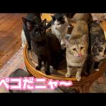 腹ペコだニャ～ 早くだ早くですニャ～   2026 04 05 1(YouTube)