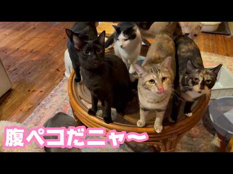 腹ペコだニャ～ 早くだ早くですニャ～   2026 04 05 1(YouTube)