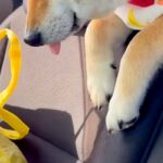 車でお出かけをしている犬→途中で眠たくなってしまい、後部座席から…あまりにも尊い光景に悶絶「この世のものとは思えない可愛さ」「ベロ最高」(ブログ)
