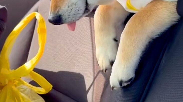 車でお出かけをしている犬→途中で眠たくなってしまい、後部座席から…あまりにも尊い光景に悶絶「この世のものとは思えない可愛さ」「ベロ最高」(ブログ)