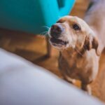 犬が地震前に見せる行動の意味とは？揺れを察知している？見逃したくないサインまで(ブログ)