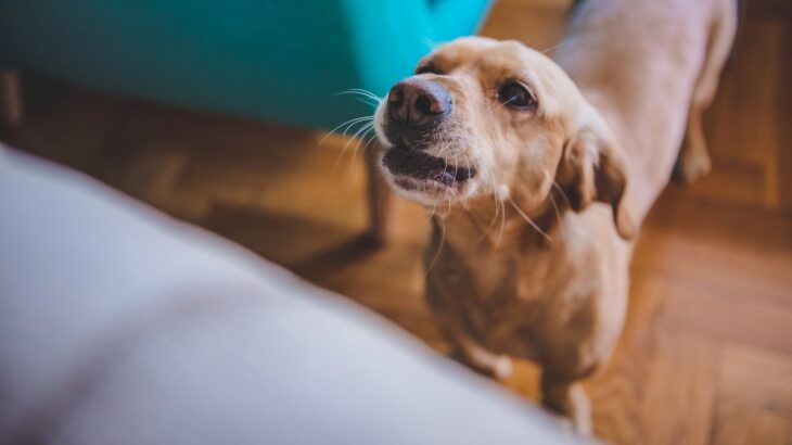 犬が地震前に見せる行動の意味とは？揺れを察知している？見逃したくないサインまで(ブログ)