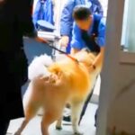 夜、交番を発見した秋田犬→お巡りさんに近付いて…微笑ましすぎる『警察官とのやり取り』が264万再生「お巡りさん側が待ってて草」「平和」(ブログ)