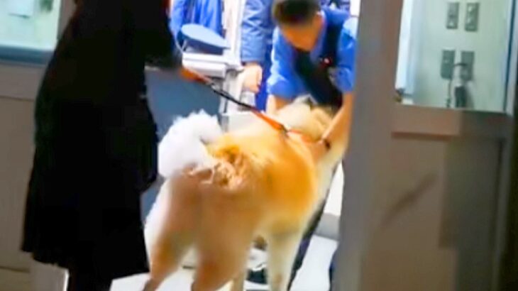 夜、交番を発見した秋田犬→お巡りさんに近付いて…微笑ましすぎる『警察官とのやり取り』が264万再生「お巡りさん側が待ってて草」「平和」(ブログ)