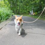 犬を楽しませる『散歩方法』5つ　愛犬を満足させるために選択すべきコースや注意点まで(ブログ)