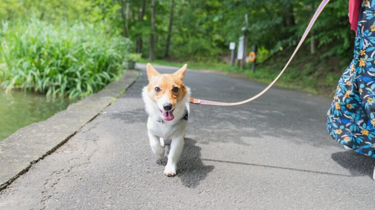 犬を楽しませる『散歩方法』5つ　愛犬を満足させるために選択すべきコースや注意点まで(ブログ)