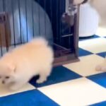 小さな子犬のことが心配でたまらない大型犬→いつも『大丈夫かな』と後ろをついて行き…『親子のような光景』に反響「サイズ感が最高」「優しい」(ブログ)