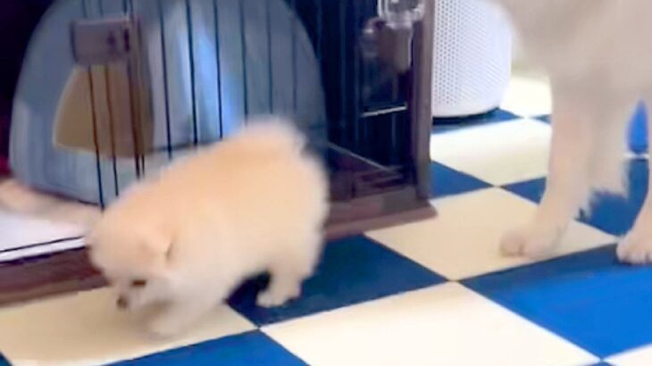 小さな子犬のことが心配でたまらない大型犬→いつも『大丈夫かな』と後ろをついて行き…『親子のような光景』に反響「サイズ感が最高」「優しい」(ブログ)