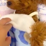 お布団をかけて寝ている犬→めくってみたら…人間の子どもにしか見えない『尊すぎる光景』が145万再生「抱きしめたくなる」「仕草たまらん」(ブログ)