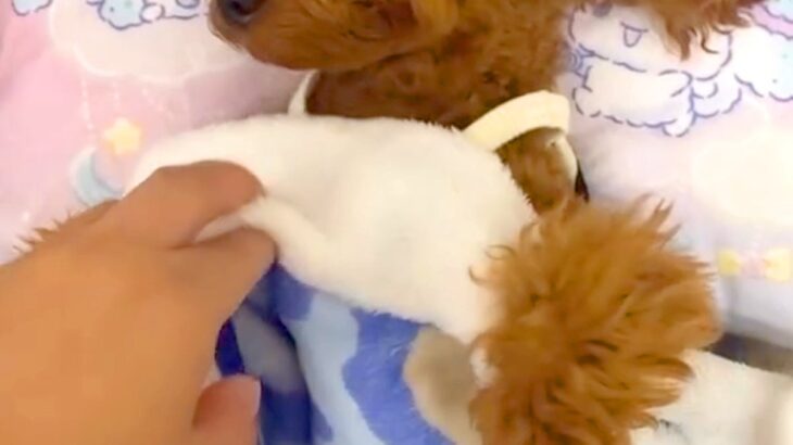 お布団をかけて寝ている犬→めくってみたら…人間の子どもにしか見えない『尊すぎる光景』が145万再生「抱きしめたくなる」「仕草たまらん」(ブログ)