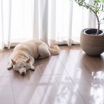 犬が安心して暮らせる『生活環境』とは？今すぐに改善すべき部屋の状況まで解説(ブログ)