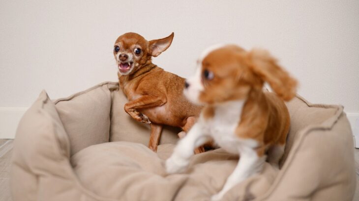 『犬見知りな犬』がよくする行動3つ　社交的な性格に育てるコツや飼い主がすべき配慮まで(ブログ)