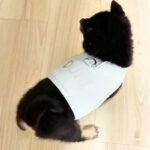 赤ちゃん犬が『生まれて初めて洋服を着た』結果→見守っていたら…とんでもなく尊い『まさかの反応』に悶絶「コテンｗｗ」「可愛いが詰まってる」(ブログ)