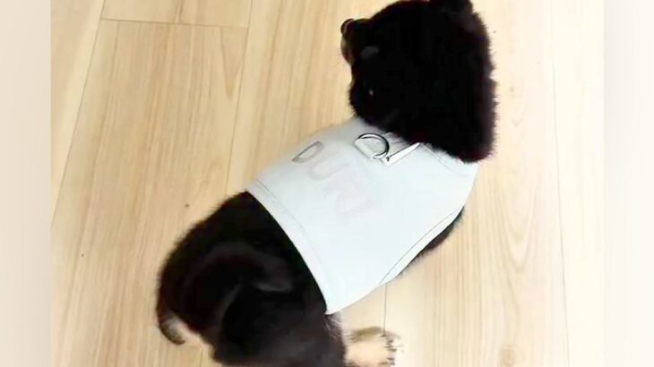 赤ちゃん犬が『生まれて初めて洋服を着た』結果→見守っていたら…とんでもなく尊い『まさかの反応』に悶絶「コテンｗｗ」「可愛いが詰まってる」(ブログ)