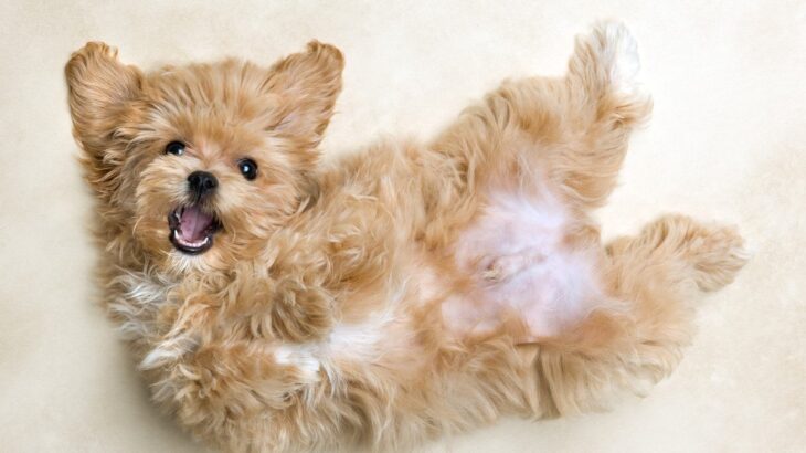 犬が飼い主の前で『へそ天』をする理由6選　愛犬がリラックスできる環境づくりまで解説(ブログ)