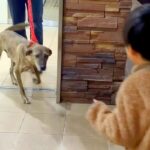 手術のために入院していた犬→1週間ぶりに家族と再会したら…愛にあふれた瞬間に感動続々「素敵なご家族」「泣きそう」「とっても嬉しそう」(ブログ)