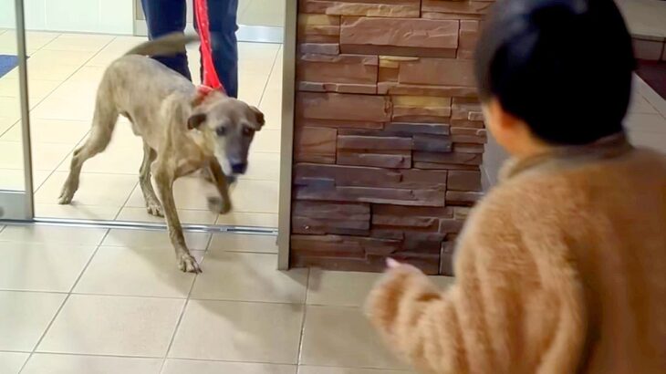 手術のために入院していた犬→1週間ぶりに家族と再会したら…愛にあふれた瞬間に感動続々「素敵なご家族」「泣きそう」「とっても嬉しそう」(ブログ)