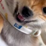 寝ている妻に近づいた結果→小さな子犬が『ママを起こすな！』とブチギレて…全く怖くない『尊い光景』が183万再生「可愛い攻撃」「守ってる」(ブログ)