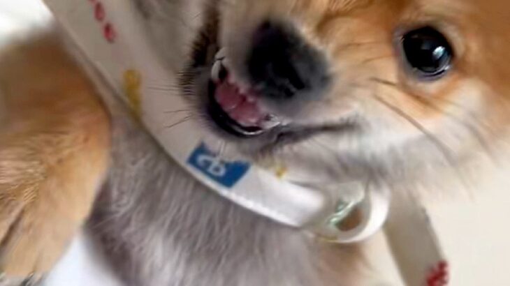 寝ている妻に近づいた結果→小さな子犬が『ママを起こすな！』とブチギレて…全く怖くない『尊い光景』が183万再生「可愛い攻撃」「守ってる」(ブログ)