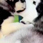 どうしても『お父さん犬の口の中』に入りたい子犬→3年後、大きくなっても…まさかの『現在の光景』に反響「可愛すぎる」「手加減してて優しい」(ブログ)