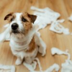 犬の『分離不安』を治す方法4つ　寂しがりやとの違いとは？主な治療法までご紹介(ブログ)