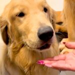 口の中に何かを隠している大型犬→『ちょうだい』と手を差し出すと…丸ごと隠していた『まさかのモノ』に驚き「噛まずに大事にｗｗ」「たまらん」(ブログ)