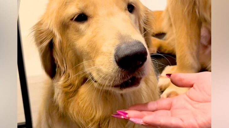 口の中に何かを隠している大型犬→『ちょうだい』と手を差し出すと…丸ごと隠していた『まさかのモノ』に驚き「噛まずに大事にｗｗ」「たまらん」(ブログ)