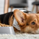 犬も天候によって体調を崩すことがあるの？気圧の変化による注意すべき症状とは(ブログ)