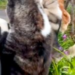 『お母さんが帰ってくる！』と気付いた3頭の大型犬→庭の塀から顔を出して…保育園児のような『帰宅待ちの光景』に絶賛「嬉しそう」「幸せ空間」(ブログ)