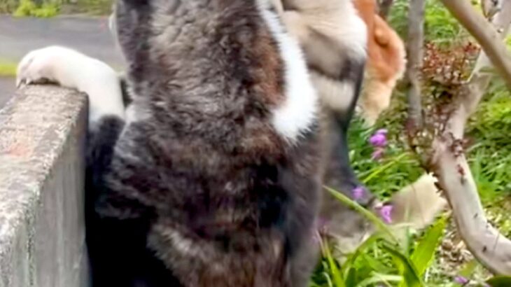 『お母さんが帰ってくる！』と気付いた3頭の大型犬→庭の塀から顔を出して…保育園児のような『帰宅待ちの光景』に絶賛「嬉しそう」「幸せ空間」(ブログ)