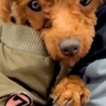 捨てられて、ひとりぼっちだった犬→譲渡会でも引き取られず…最終日に訪れた『運命の出会い』と『激変した生活』に涙「第二の犬生」「幸せに」(ブログ)