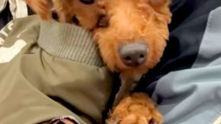 捨てられて、ひとりぼっちだった犬→譲渡会でも引き取られず…最終日に訪れた『運命の出会い』と『激変した生活』に涙「第二の犬生」「幸せに」(ブログ)